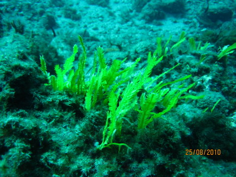 Caulerpa taxifolia